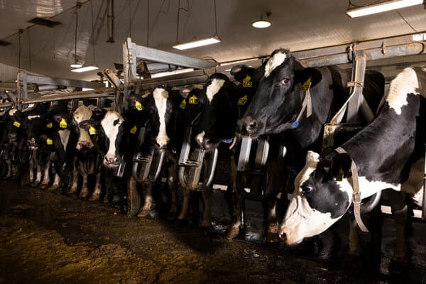 A close-up image of a sick bird, representing the bird flu outbreak concerns.