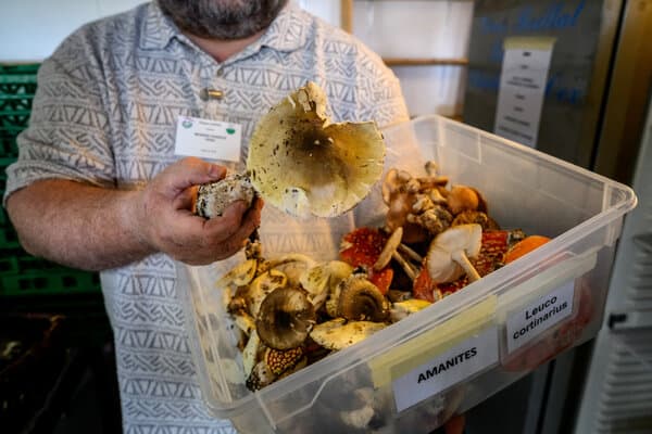 A collection of wild mushrooms including the toxic Galerina marginata found in California forests
